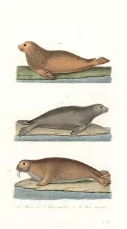 Morse Gallery: Walrus, northern fur seal, and sea lion