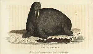 Walrus, Odobenus rosmarus