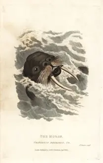 Walrus, Odobenus rosmarus