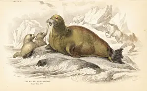 Walrus, Odobenus rosmarus