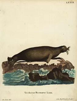 Vulnerable Collection: Walrus, Odobenus rosmarus. Vulnerable