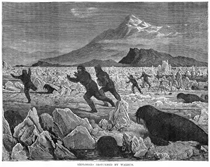Measurements Prints: Walruses and Explorers