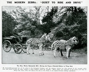 Zebra Gallery: Walter Rothschild driving his team of zebras at Tring Park