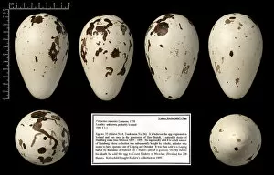 Black Background Collection: Walter Rothschilds great auk egg