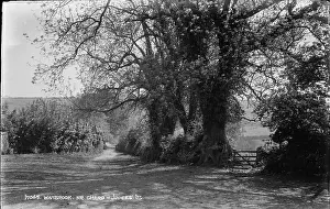 Chard Prints: Wambrook Lane