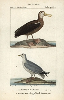 Albatross Gallery: Wandering albatross, Diomedea exulans (vulnerable)