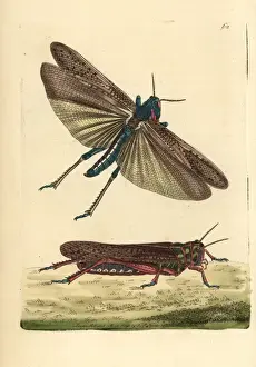 Locust Prints: Wandering or migratory locust, Gryllus migratoria