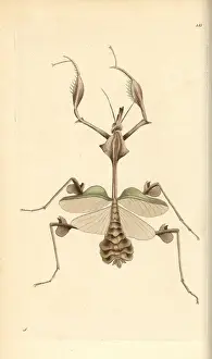 Wandering Prints: Wandering violin mantis, Indian rose mantis