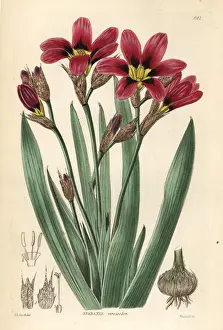 Edwin Prints: Wandflower or harlequin flower, Sparaxis tricolor