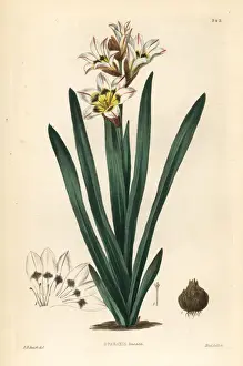 Wandflower or harlequin flower, Sparaxis tricolor