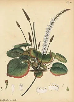 Henry Andrews Prints: Wandplant, Galax aphylla