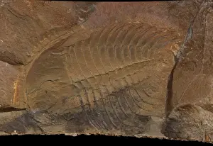 Cambrian Prints: Wanneria walcottana, trilobite