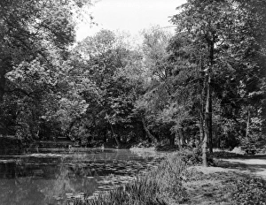 Images Dated 17th May 2011: Wanstead Park Woods