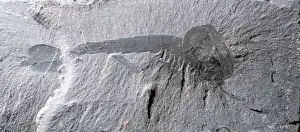 Claw Prints: Waptia fieldensis, arthropod