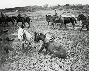 Images Dated 29th January 2009: War horses during wet weather, Western Front, WW1