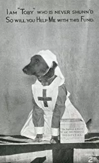 Images Dated 13th June 2011: War Memorial Fund - Dog