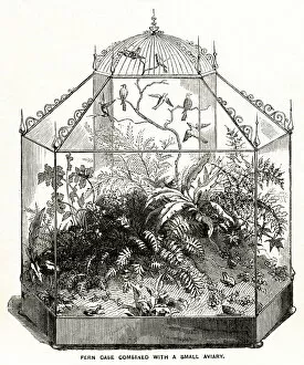 Images Dated 21st December 2018: Wardian case with ferns 1857