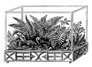 Indoor Prints: Wardian case with ferns