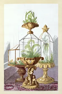 Polypodiophyta Prints: Wardian cases