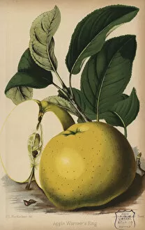 Stroobant Collection: Warners King apple variety, Malus domestica