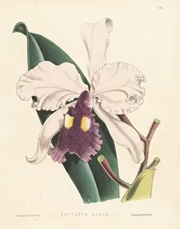 Colombia Prints: Warscewicz's Cattley's orchid, Cattleya warscewiczii