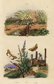 Eggs Prints: Wart biter locust, moths and beetle