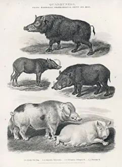Wart Hogs / Various
