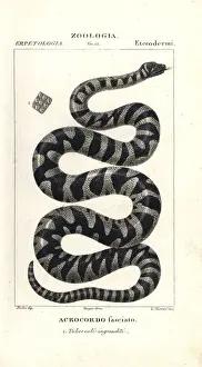 Wart snake or little filesnake, Acrochordus granulatus