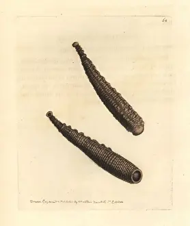 Parasite Prints: Warted sealeech, Pontobdella verrucata