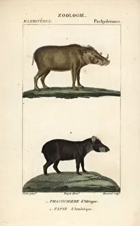 Turpin Collection: Warthog Phacochoerus africanus and South American