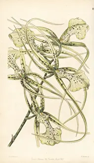 Warty brassia orchid, Brassia verrucosa