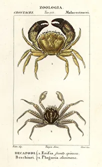 Images Dated 27th March 2020: Warty crab and flat rock crab
