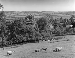 Over Looking Prints: Warwickshire Sheep