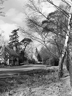 Spring Time Prints: Warwickshire Spring