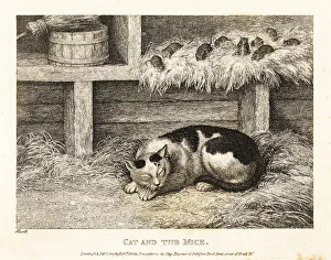 Gay And Phaedrus Prints: Wary mice above a cat pretending to sleep
