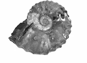 Ammonite Gallery: Wasatchites tridentinus, ammonoid