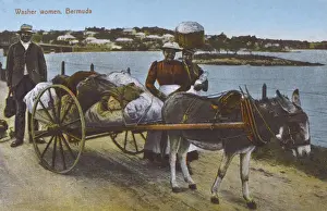 Spoked Prints: Washer Women - Bermuda