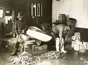 Waders Prints: Washing Oysters / Photo