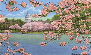 Senate Gallery: Washington DC, USA - Capitol vista through cherry blossoms