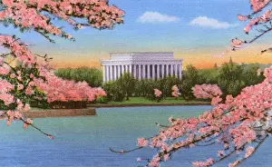 Blossoms Prints: Washington DC, USA - Lincoln Memorial and cherry blossoms