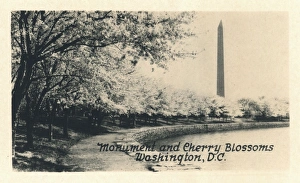 Images Dated 1st August 2017: Washington DC, USA - Monument and Cherry Blossoms