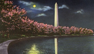 Washington DC, USA - Washington Monument cherry blossom