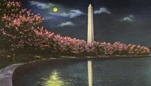 Columbia Prints: Washington DC, USA - Washington Monument cherry blossom