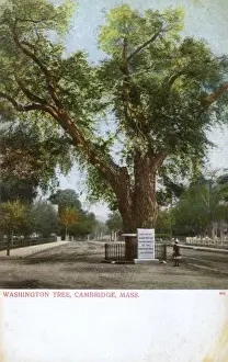 The Washington Elm, Cambridge, Massachusetts