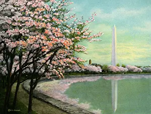Columbia Prints: Washington - Japanese Cherry Blossoms - Potomac Park