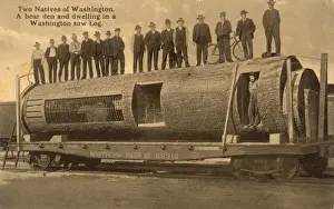 A Washington Saw Log used as the home for a man and a bear