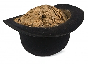 Wasp nest in a bowler hat Wasp nest in a bowler hat