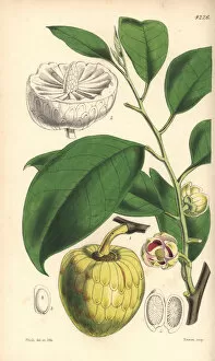 Annona Gallery: Water or alligator-apple tree, Annona palustris
