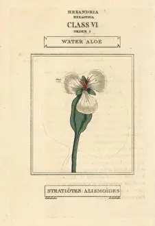 Water aloe, Ottelia alismoides