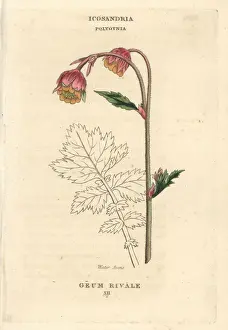 Water avens, Geum rivale